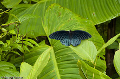 Schmetterling sp. - Zum Vergroessern klicken!